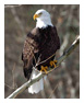 Bald Eagle Photos 279
