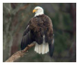 Bald Eagle Photos 280