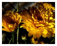 Flora Photos 25