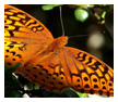 Nature & Landscape Photos 9